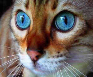 yapboz mavi gözlü kedi